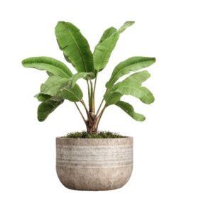 Modern ZZ Plant