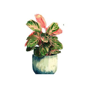 Sending Love Pink Anthurium