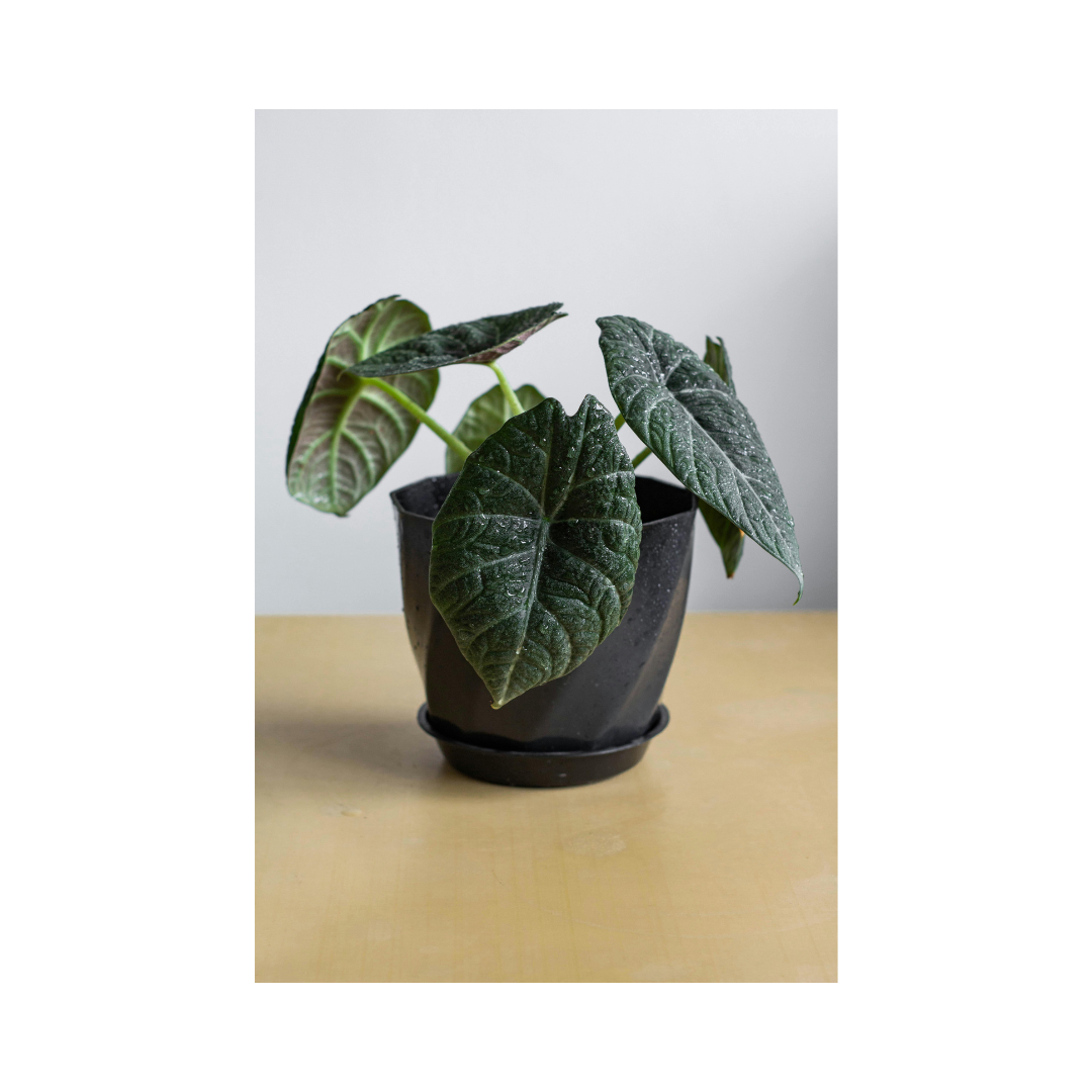 Sweetheart Money Tree - Image 4