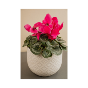 Simply Striking Bulb Garden