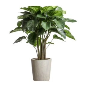 Pink Princess Philodendron