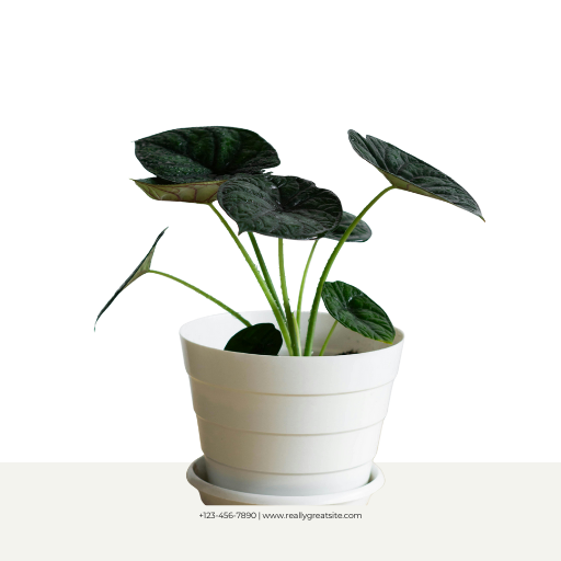 Untitled design (34)