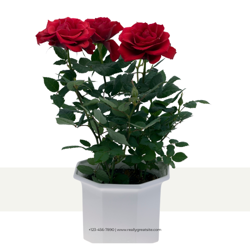 Untitled design (36)